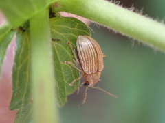 Colaspis brunnea