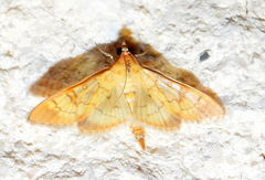 Mimorista trimaculalis