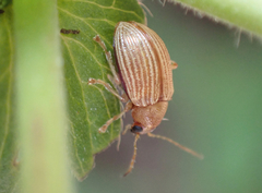 Colaspis brunnea