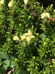Phyllodoce glanduliflora