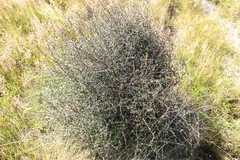 Olearia bullata