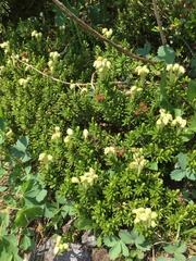 Phyllodoce glanduliflora