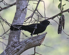 Amblycercus holosericeus
