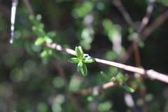 Olearia bullata