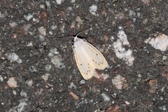 Miltochrista calamina