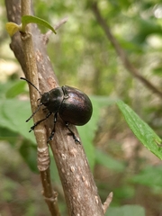 Leptinotarsa behrensi