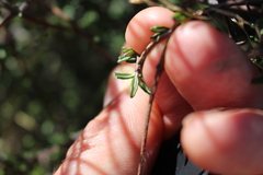 Olearia bullata