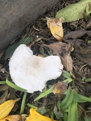 Chlorophyllum molybdites