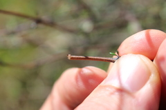 Olearia bullata