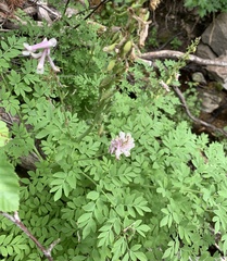 Corydalis caseana cusickii