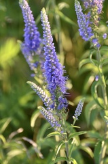 Veronica spicata