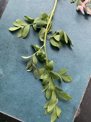 Corydalis caseana cusickii