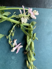 Corydalis caseana cusickii