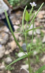 Epilobium lactiflorum