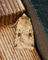 Diarsia esurialis