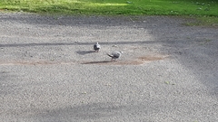 Columba livia domestica