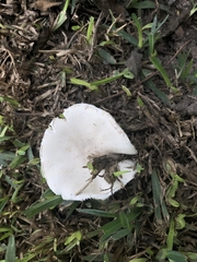 Chlorophyllum molybdites