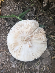 Chlorophyllum molybdites