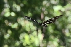 Heliconius charithonia