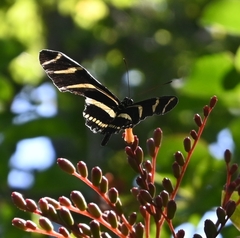 Heliconius charithonia