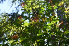 Heliconius charithonia