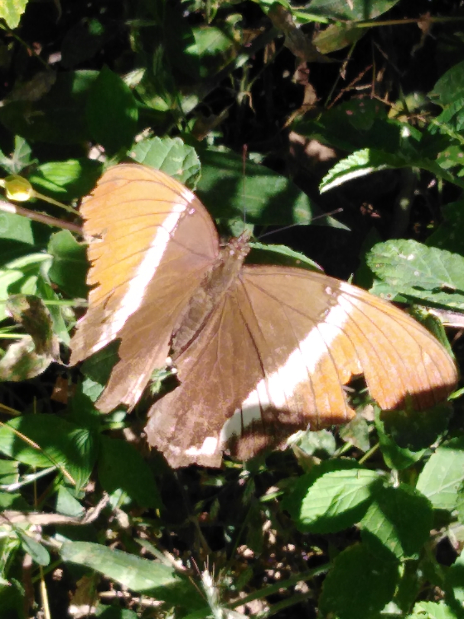 Siproeta image
