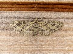 Eupithecia maestosa