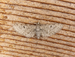 Eupithecia misturata