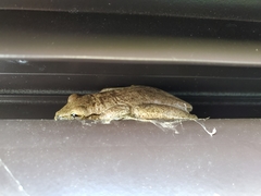 Osteopilus dominicensis