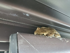 Osteopilus dominicensis