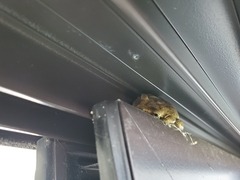 Osteopilus dominicensis