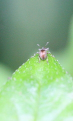 Nanophyinae