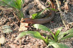 Eremiascincus isolepis