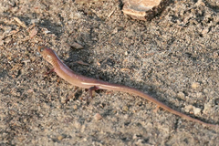 Eremiascincus isolepis