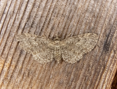 Eupithecia bryanti