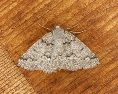 Sabulodes packardata