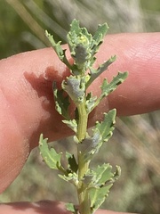Oxybasis glauca salina