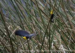 Chrysomus icterocephalus