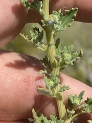 Oxybasis glauca salina