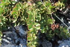 Veronica lavaudiana