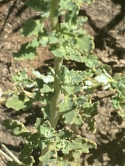 Oxybasis glauca salina