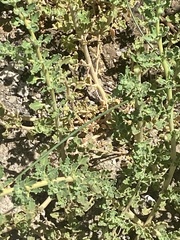 Oxybasis glauca salina