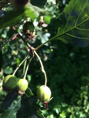 Crataegus chrysocarpa chrysocarpa