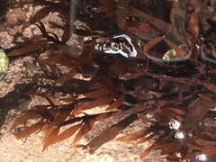 Prionitis lanceolata
