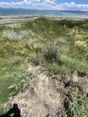 Oxybasis glauca salina