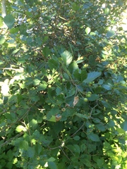 Crataegus chrysocarpa chrysocarpa