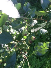 Crataegus chrysocarpa chrysocarpa