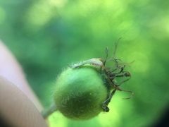 Crataegus chrysocarpa chrysocarpa