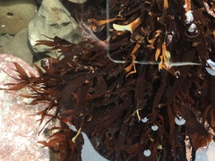 Prionitis lanceolata