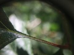 Crataegus chrysocarpa chrysocarpa